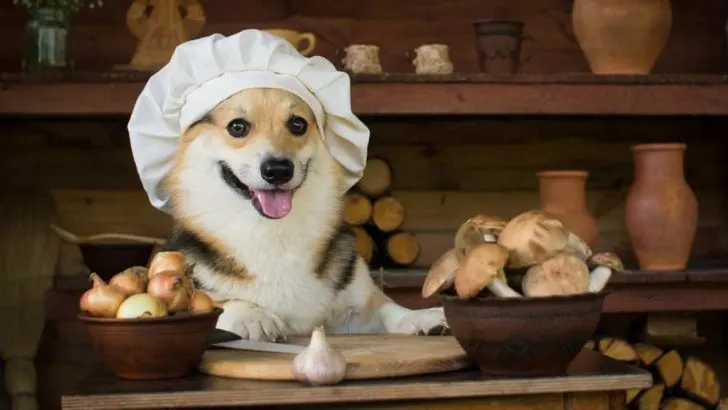 Do Corgis Have Food Allergies?