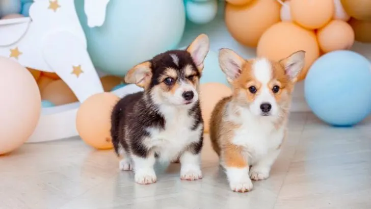 Do Corgis Have Good Memory?