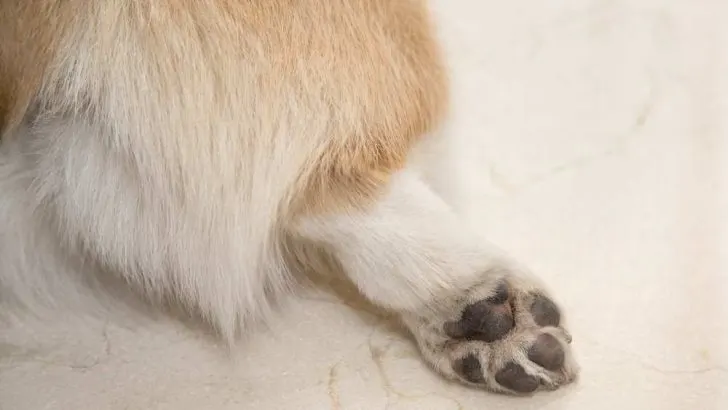 Back Leg Problems: Do Corgis Have Leg Problems?