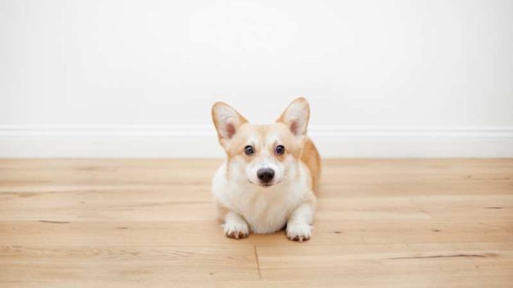 Do Corgis Have Whiskers? Do They Need Whiskers?