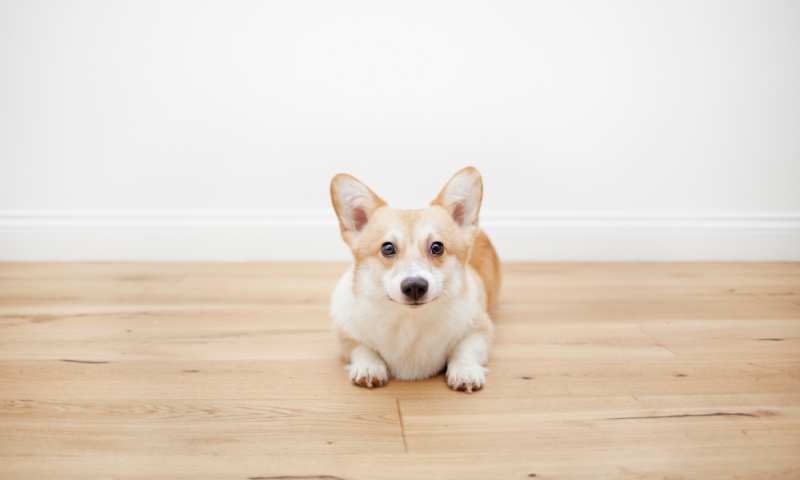Do Corgis Have Whiskers? Do They Need Whiskers?