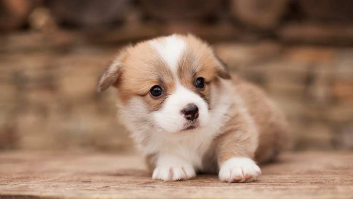 Do Corgis Hiccup? Why Does Your Corgi Hiccup?