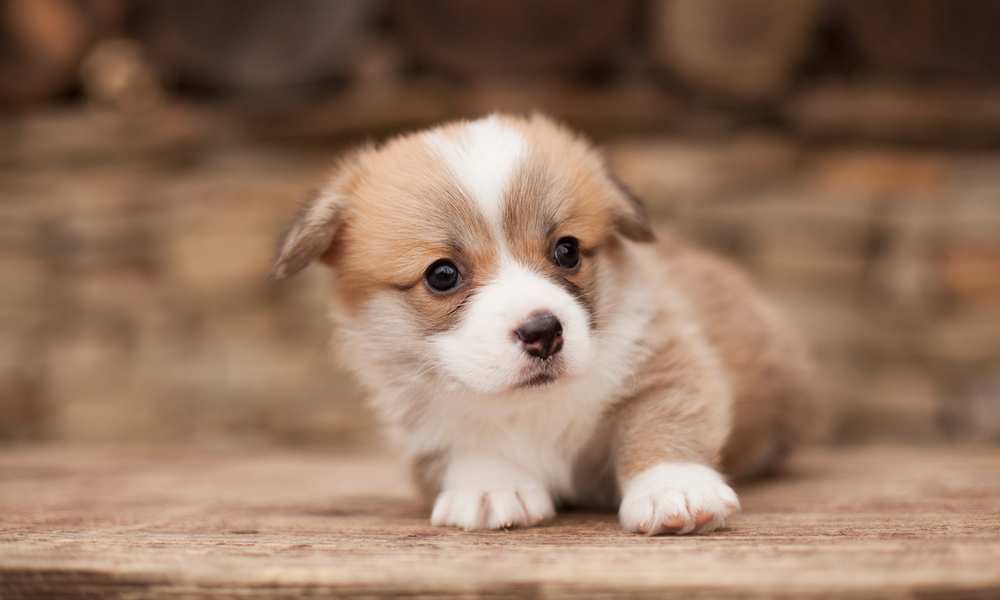 Do Corgis Hiccup? Why Does Your Corgi Hiccup?