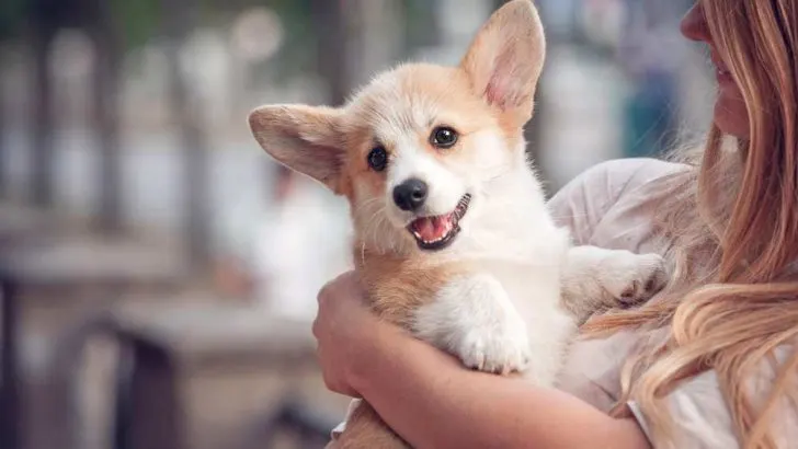 Do Corgis Like To Cuddle? Are Corgis Snuggly?