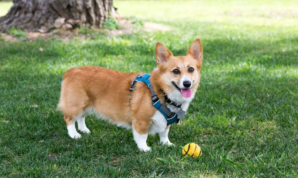 Do Need A Harness? Are Harnesses Bad For Care