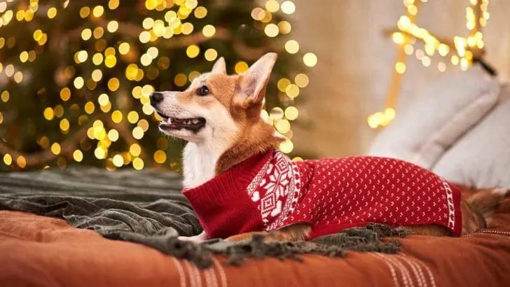 Do Corgis Need Sweaters?