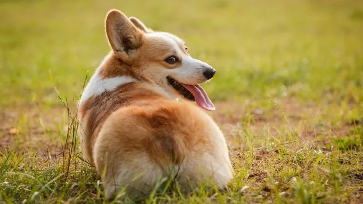 Do Corgis Need Their Glands Expressed?
