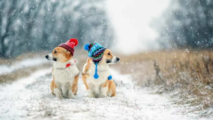 Do Corgis Need Winter Coats?