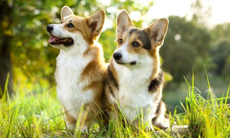 Pembroke Welsh Corgi: The Most Detailed Guide – Corgi Care