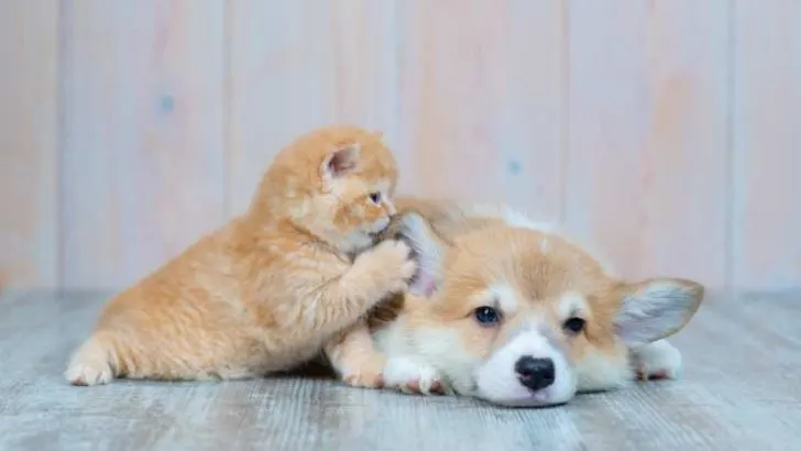 Do Corgis Purr? Why Do Corgis Purr?