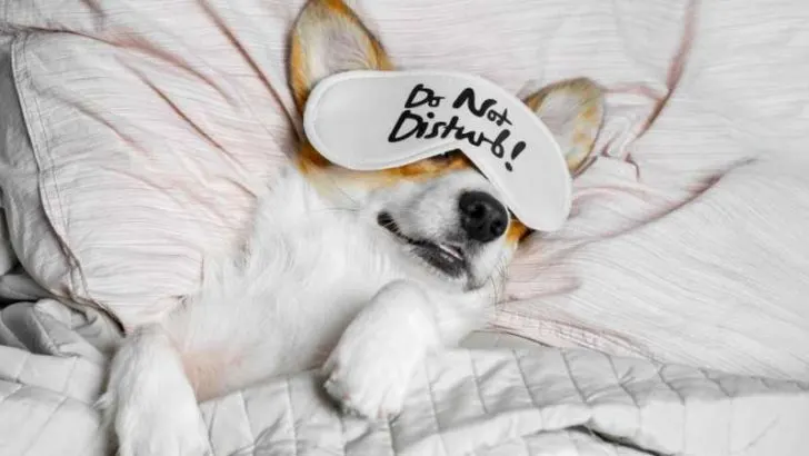 Do Corgis Snore? Does Your Corgi Have A Snoring Problem?