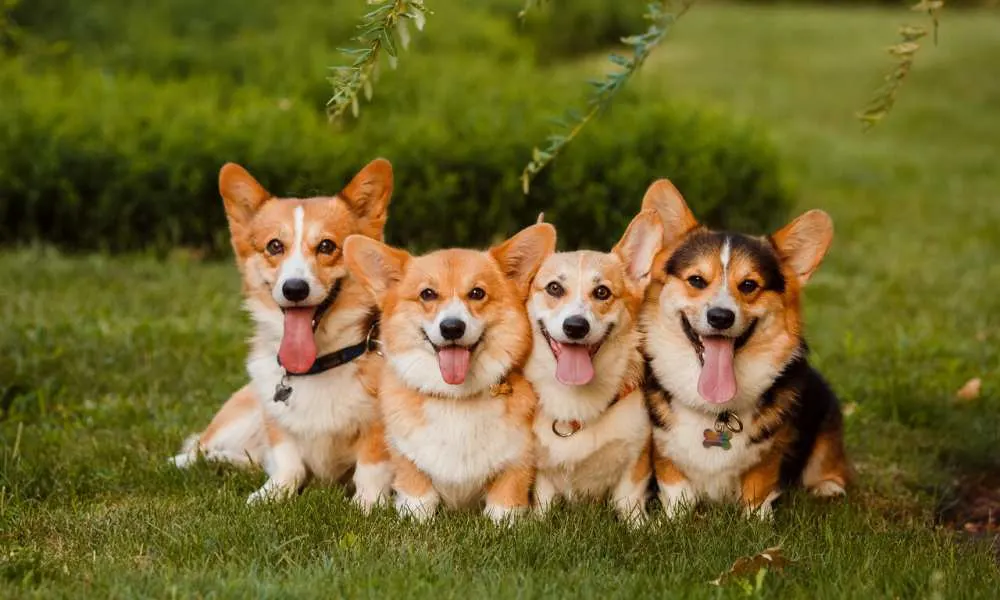 how much does it cost to buy a corgi