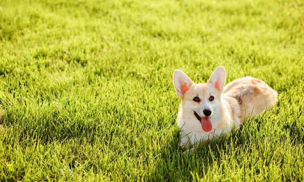 do corgis dig holes