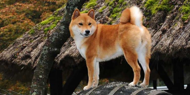 dogs-that-are-similar-to-corgis-corgi-care