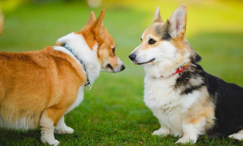 Dogs That Are Similar To Corgis - Corgi Care