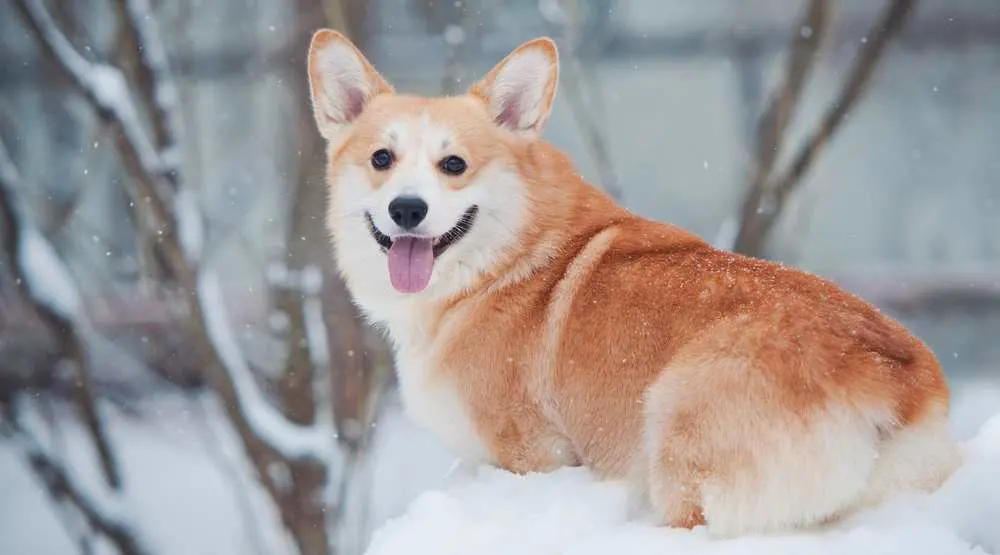 do corgis ever stop shedding