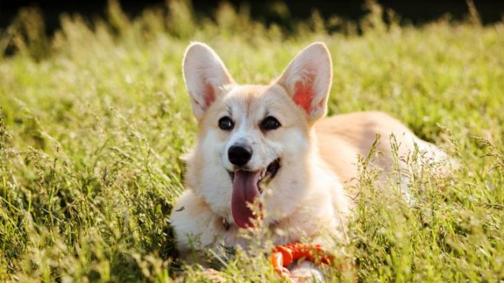 Exercise-Induced Collapse (EIC) In Corgis: Signs, Symptoms, and Treatment