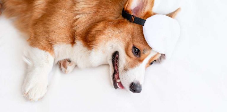 Corgi Puppies: All Necessary Information About Corgi Puppy - Corgi Care