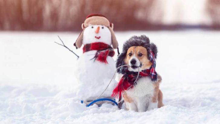 Fun Things to Do With Your Corgis in the Winter?