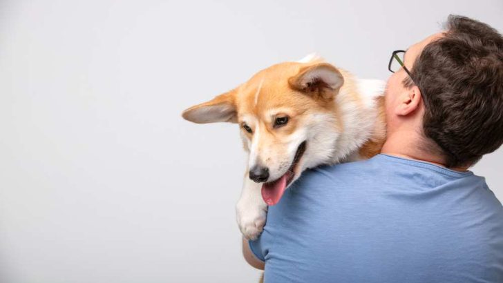 Genetic Diseases In Corgis: Which Diseases Corgis Are Prone To?