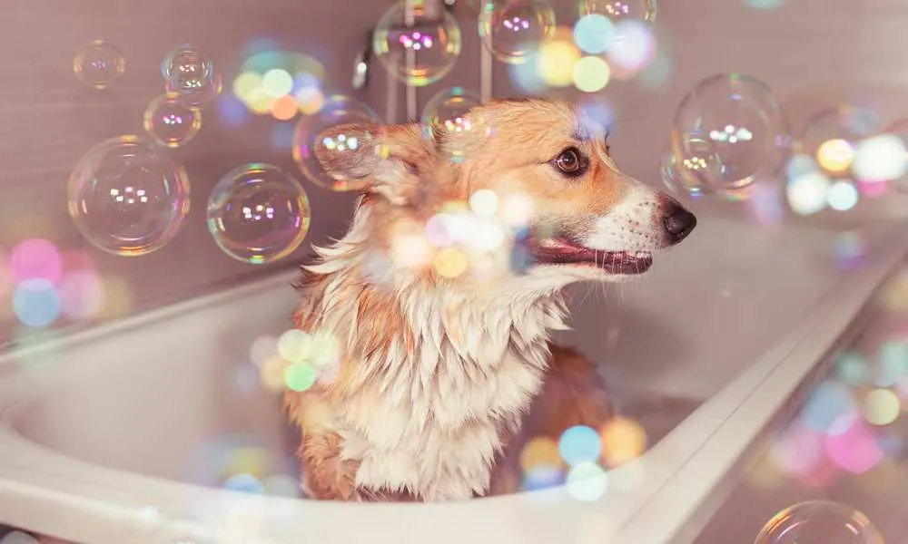 how often should you bathe a corgi