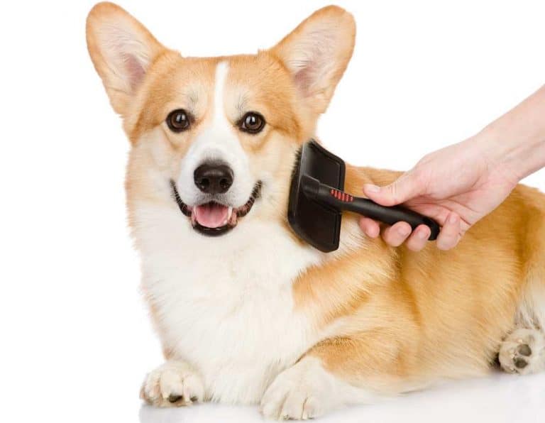 How To Take Care Of A Pembroke Welsh Corgi