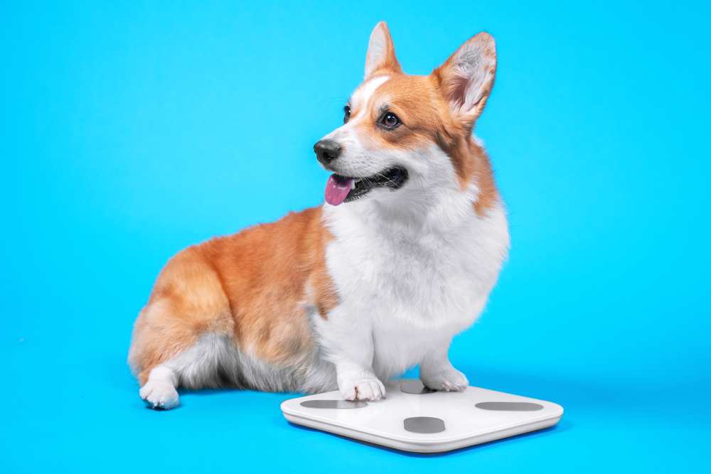 how do i know if my corgi is overweight