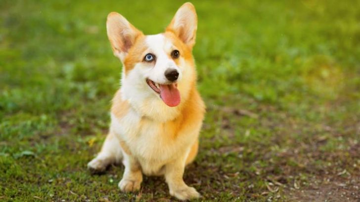 Heterochromia in Corgis: Why Does My Corgi Have Two Different Colored ...