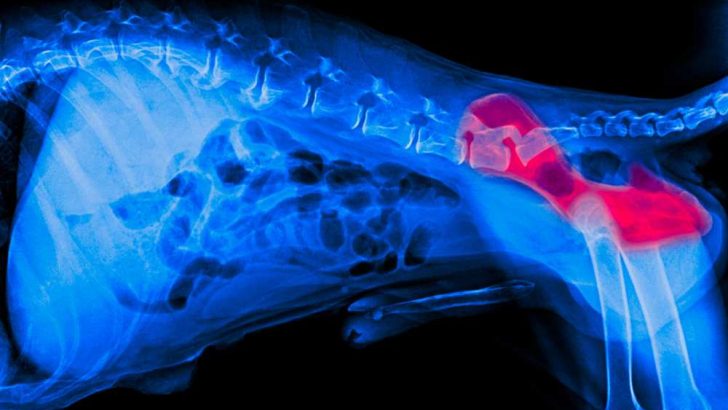 Signs of Hip Dysplasia in Corgis: Do Corgis Have Hip Problems?