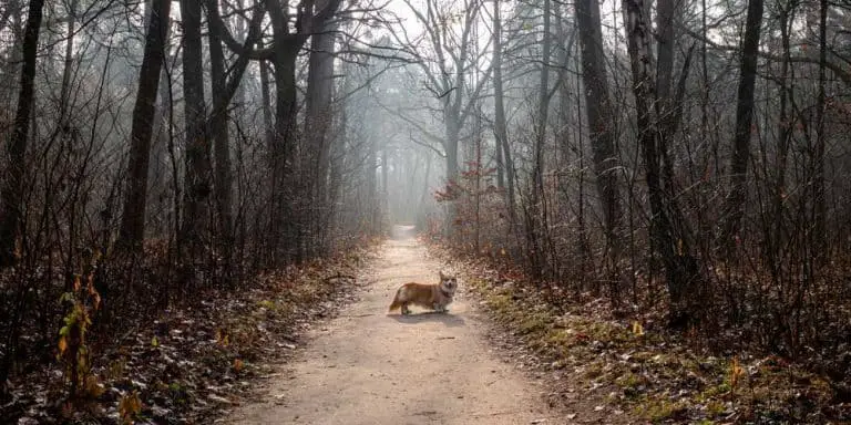 What Is A Fairy Saddle On A Corgi? - Corgi Care