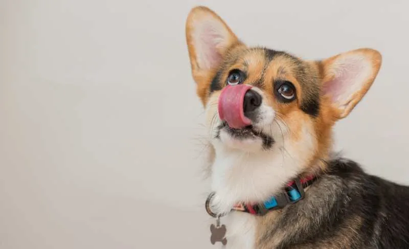 do corgis smell