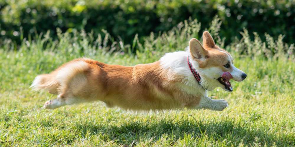 Corgi S Speed Are Corgis Fast How Fast Are Corgis Corgi Care
