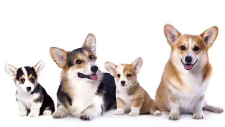 How Long Do Corgis Take To Grow? Growth & Weight Chart