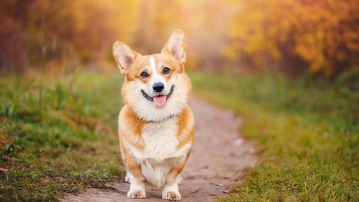How Much Attention Do Corgis Need?