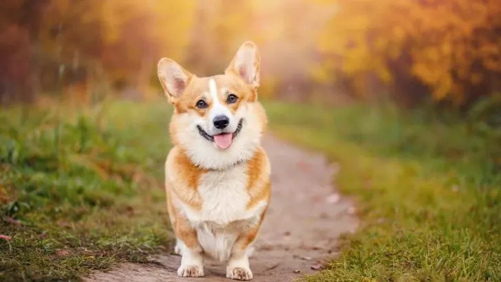How Much Attention Do Corgis Need?
