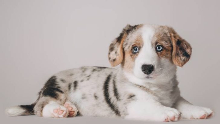 How Much Does a Blue Merle Corgi Cost?