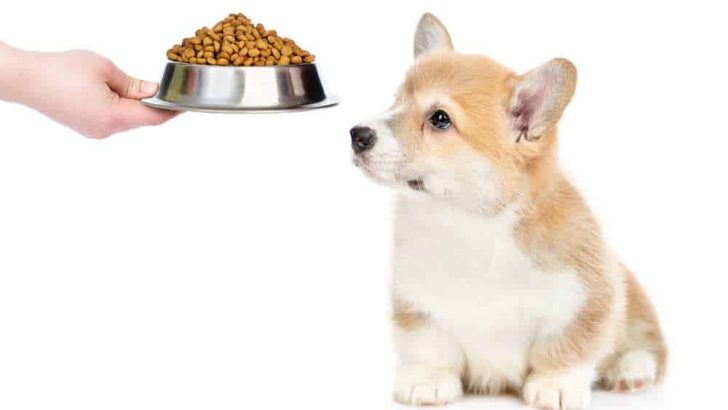 How To Feed A Corgi? How Much Food To Feed A Corgi Puppy?