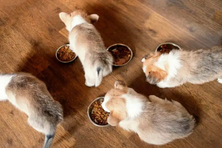 how-to-feed-a-corgi-how-much-food-to-feed-a-corgi-puppy-corgi-care