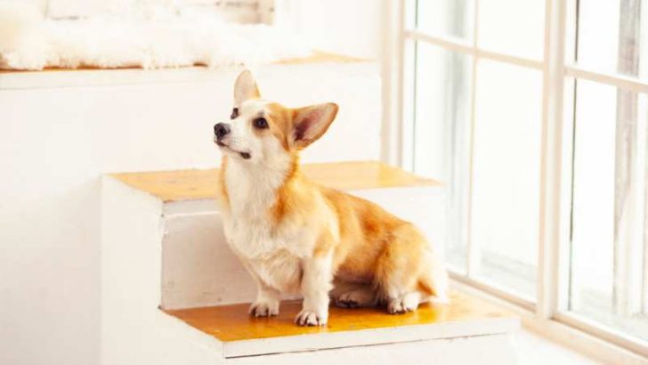 How Much Space Do Corgis Need?
