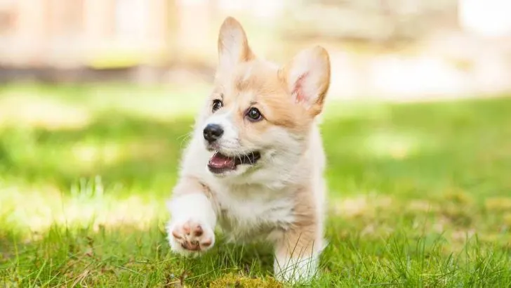 How Often Can Corgis Have Puppies?