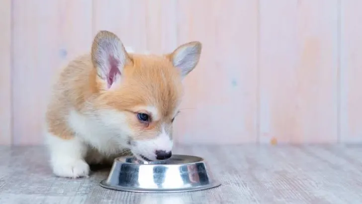 How Often Do Corgis Eat? Are Corgis Always Hungry?