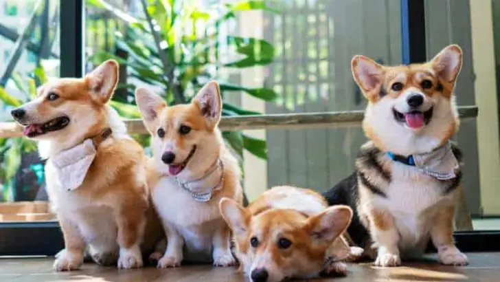 How Popular Are Corgis? How Highly Are They Ranked?