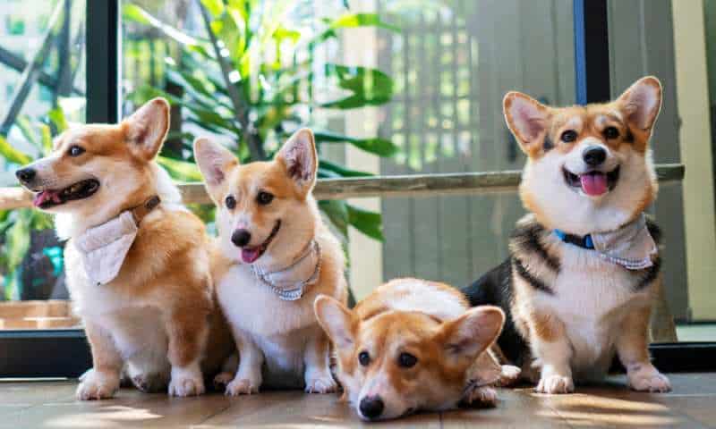 How Popular Are Corgis? How Highly Are They Ranked? - Corgi Care