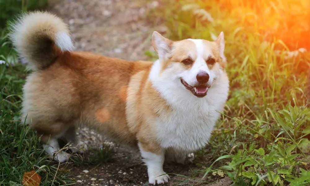 do corgis dig holes