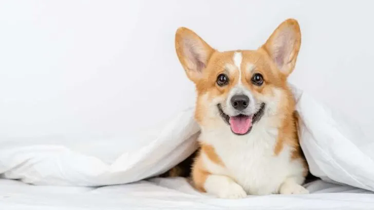 How To Be A Corgi Breeder?