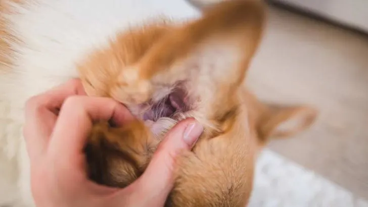 How To Clean Corgi Ears? Do Corgis Get Ear Infections?