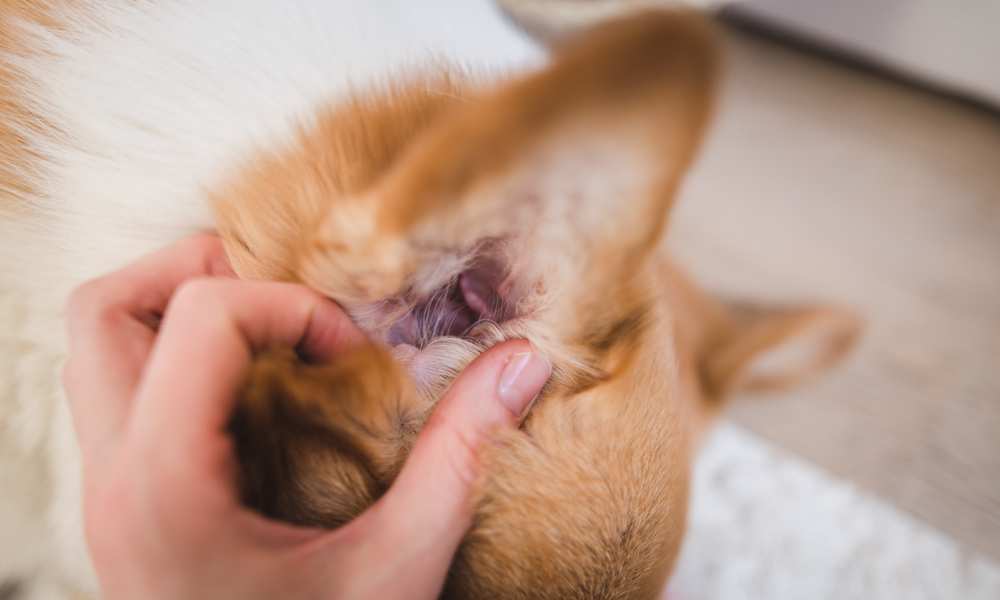 How To Clean Corgi Ears? Do Corgis Get Ear Infections? - Corgi Care