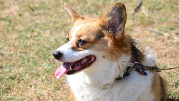 How To Cool Down A Corgi? How To Keep A Corgi Cool?