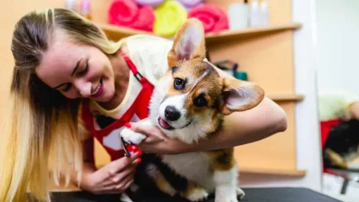 How To Cut Corgi’s Nails?