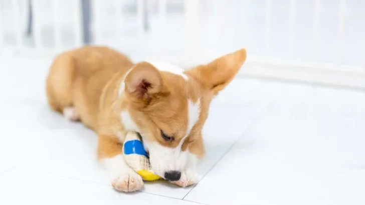 How To Keep A Corgi Busy?